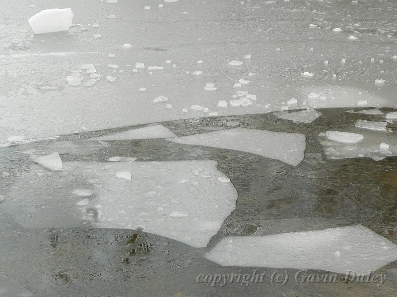 Ice patterns, Winter, Hampstead Heath P1070449.JPG
